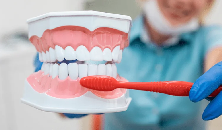 A picture of a dentist demonstrating how to brush properly
